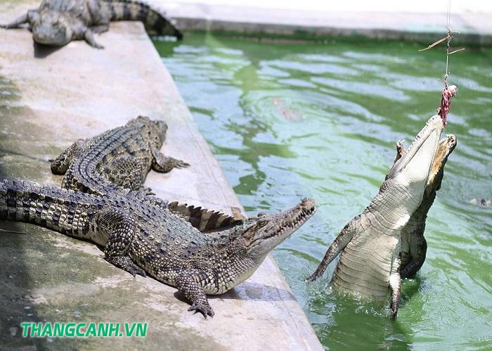 Trại cá sấu Long Xuyên