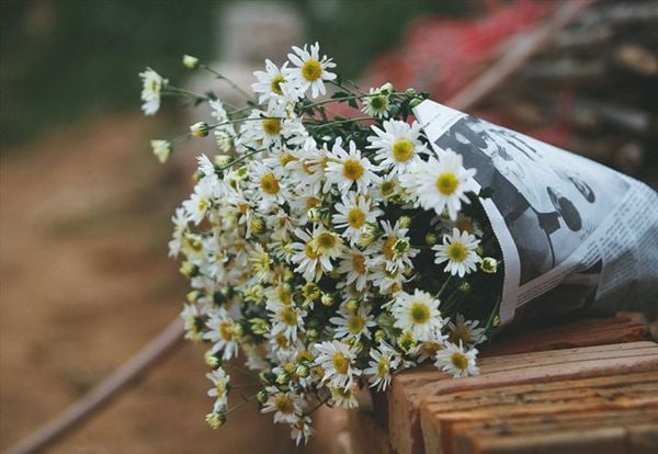 Ý nghĩa của hoa cúc trong tình yêu, đặc tính và cách chăm sóc – Flosa