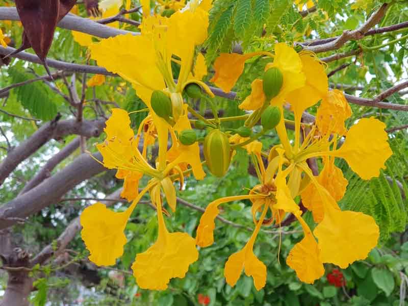Các loại màu sắc phổ biến của hoa phượng
