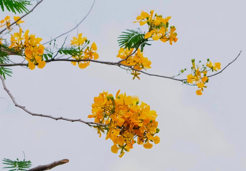 Vẻ đẹp lạ mắt của hoa phượng vàng