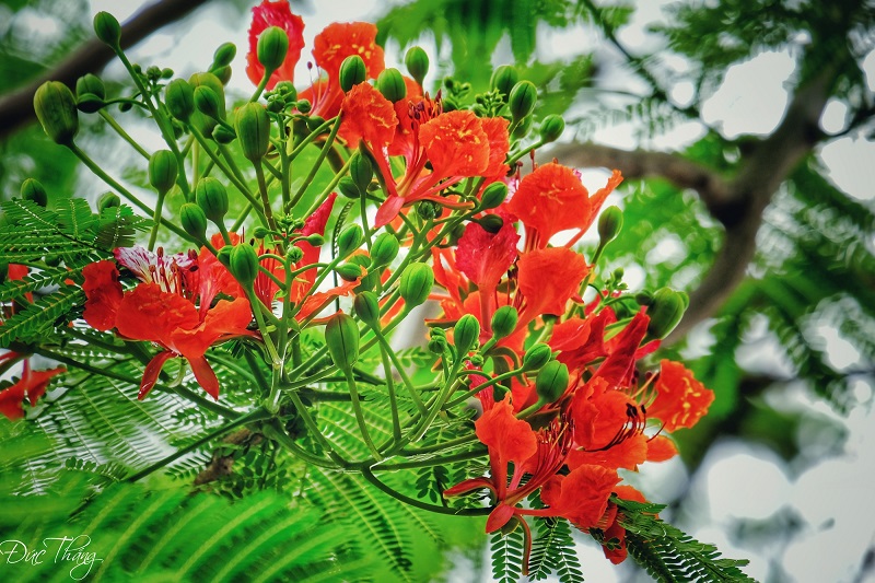 Đặc điểm hình thái chi tiết của cây phượng vĩ