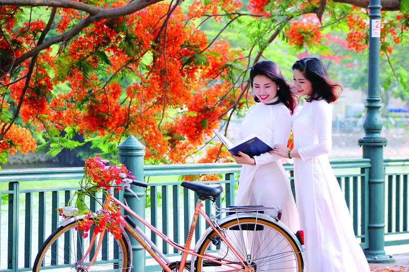 Ý nghĩa biểu tượng của hoa phượng đỏ