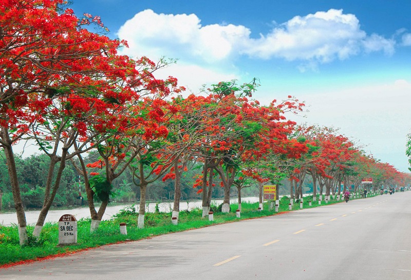 Hoa phượng đỏ - linh hồn của thành phố Hải Phòng
