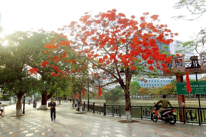 Phong thủy cây hoa phượng cho các bản mệnh