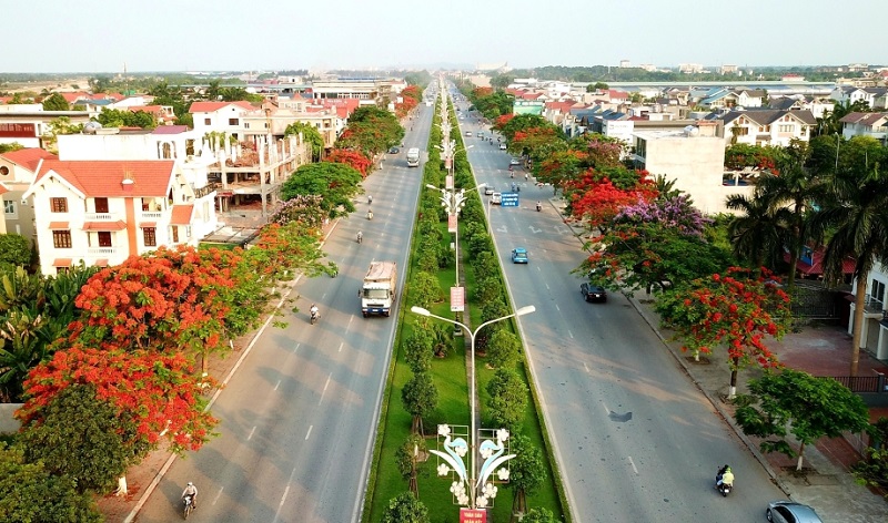Nguồn gốc và lịch sử của cây hoa phượng vĩ